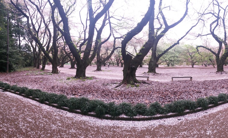 Sakura blossom in Shinjuku Gyoen gardens