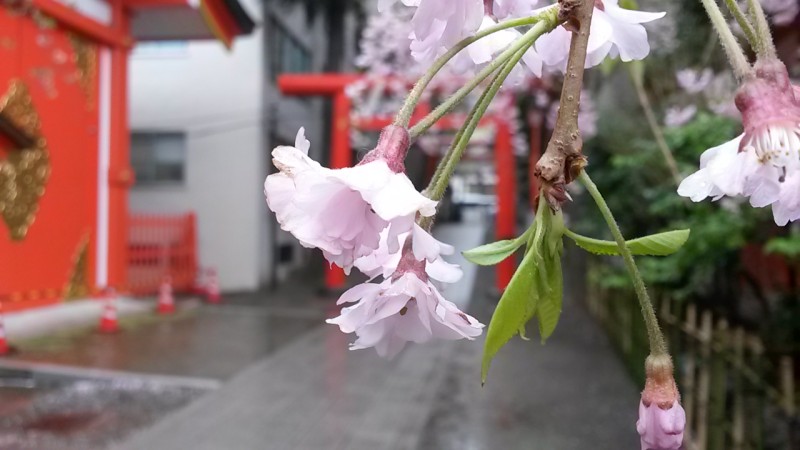 Hanazono Shrine, Shinjuku