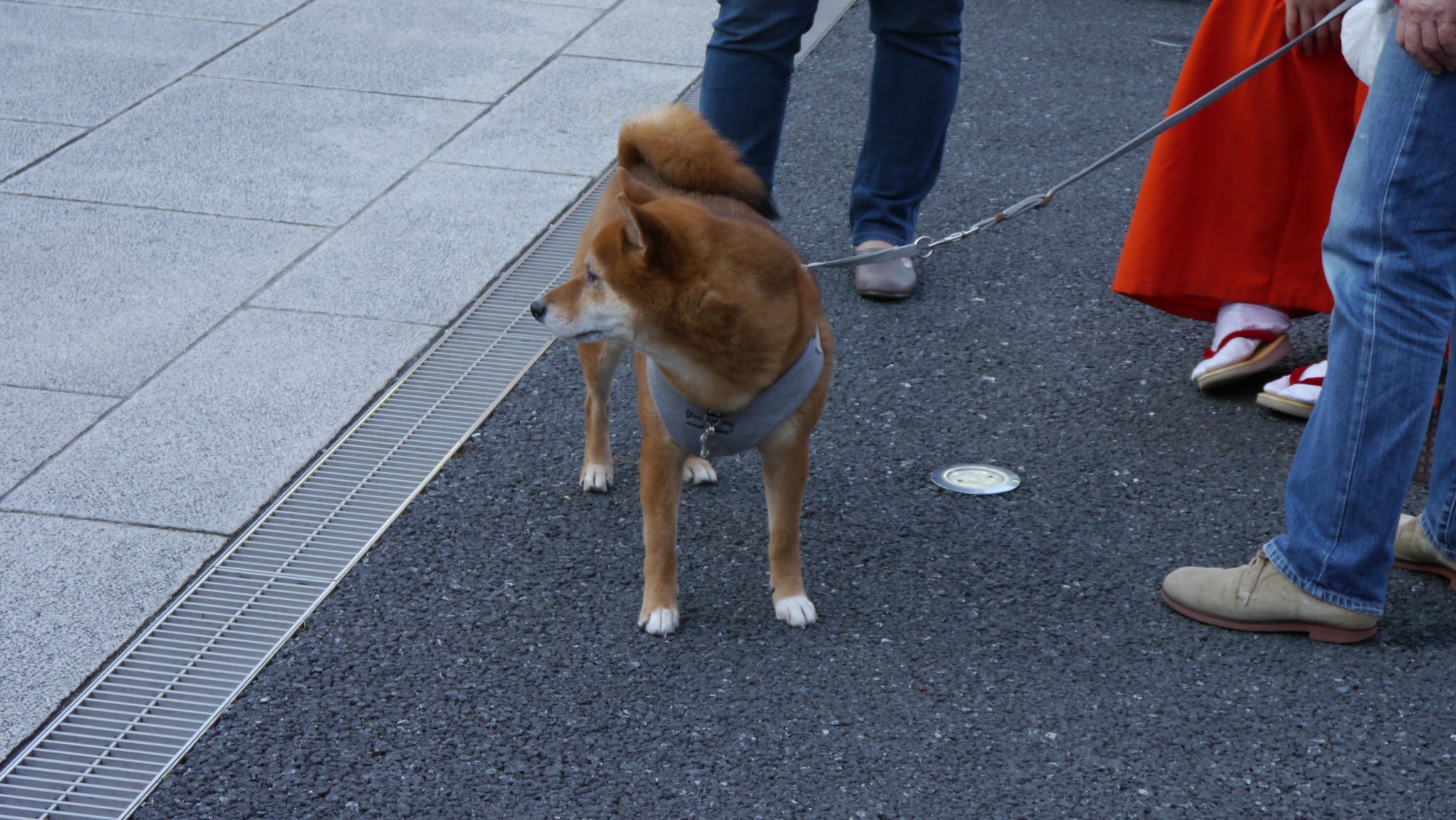 Shiba dog in Kanda Myojin Shrine