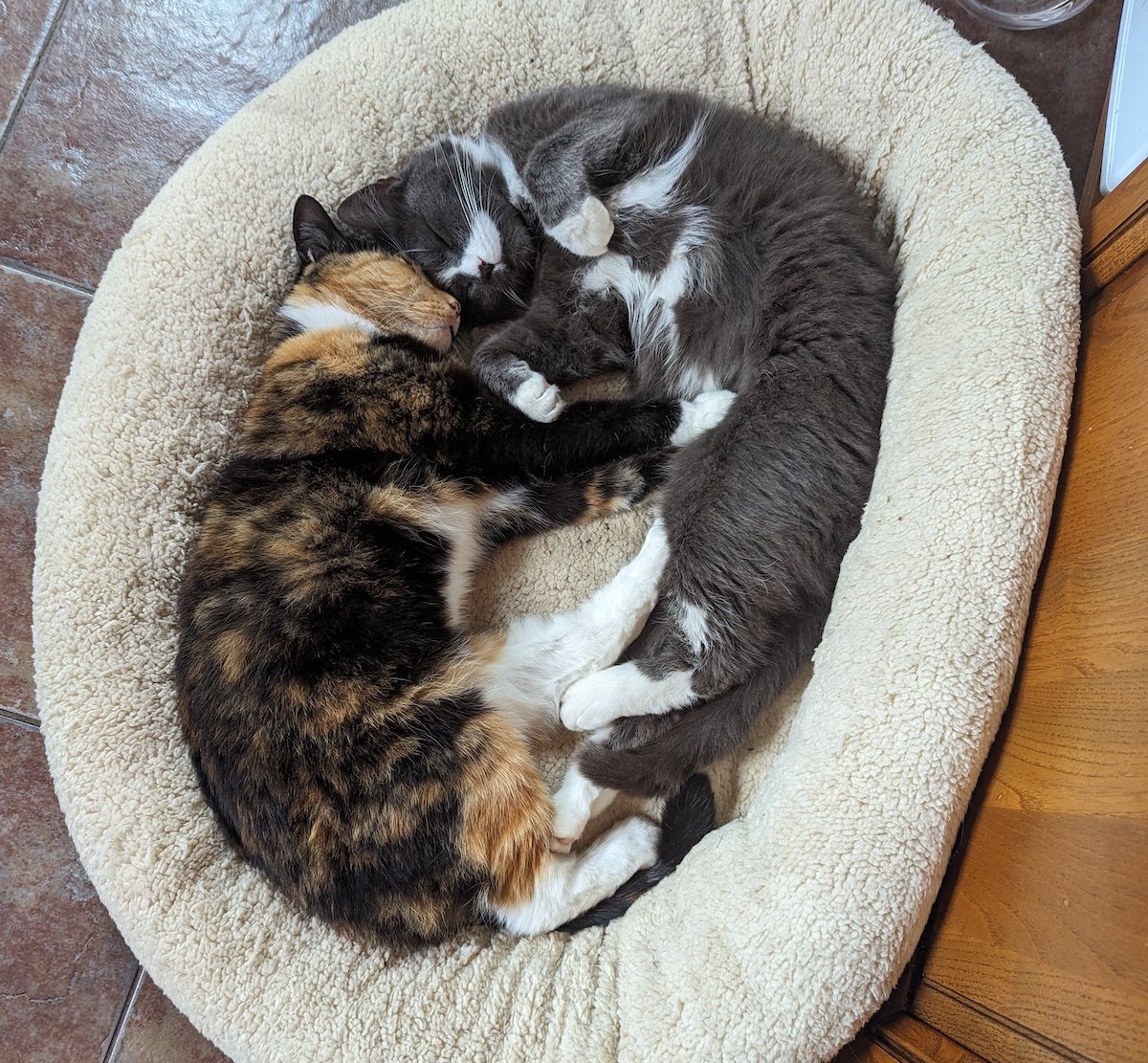 Eevee and Kamino in their cat bed